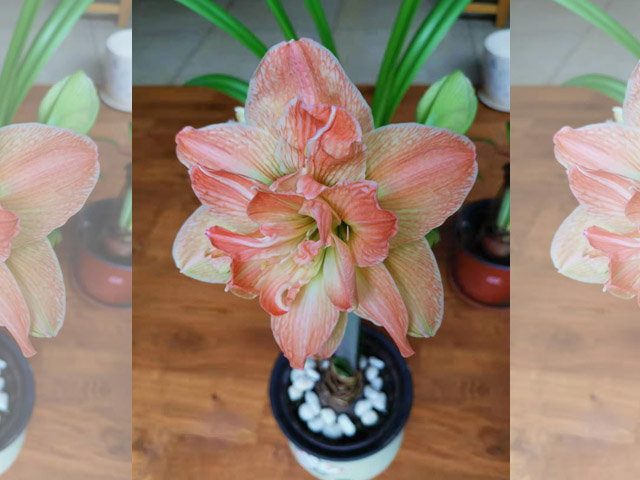 好种的朱顶红种球 好种的朱顶红种球