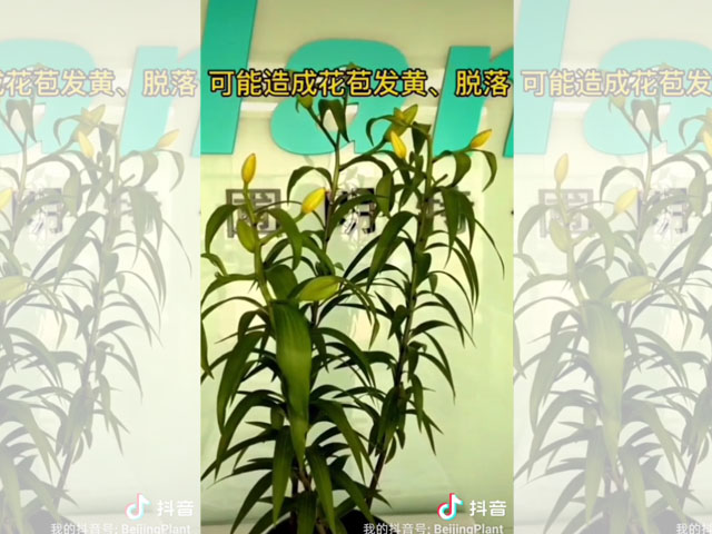 长大后的百合植株可以随意施肥了吗？