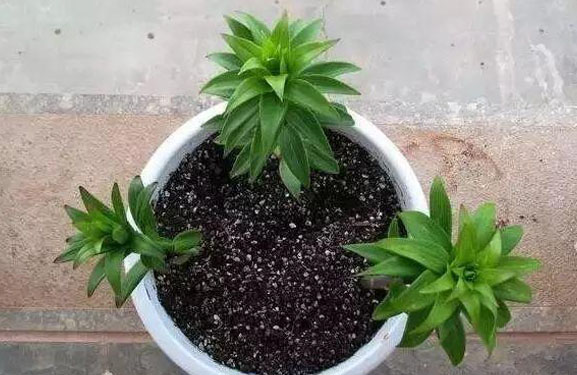 百合适合什么土壤种植