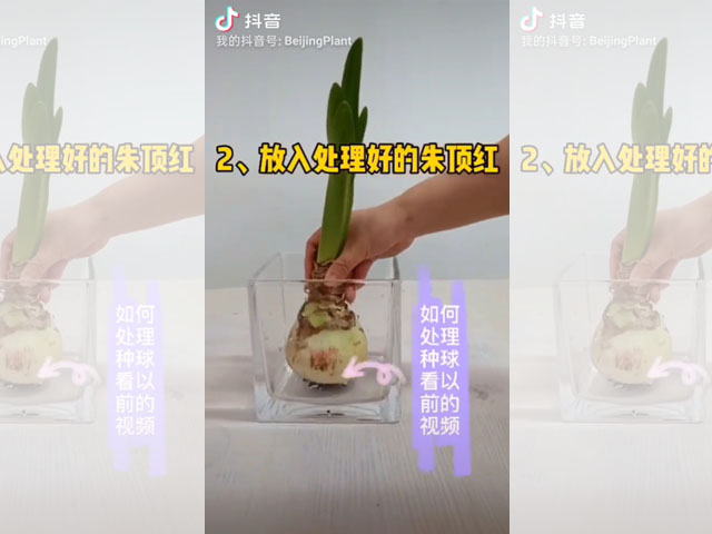 你知道如何水培朱顶红吗？