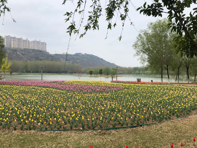 圃朗特郁金香种球预售中