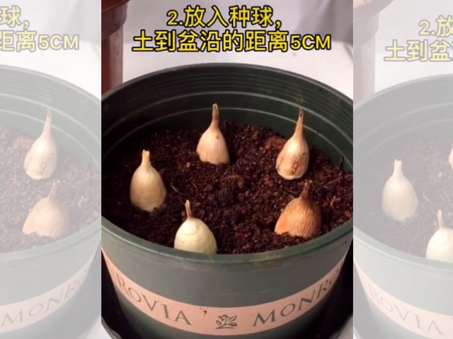 香雪兰的种植方法