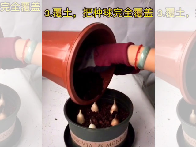 香雪兰的种植方法