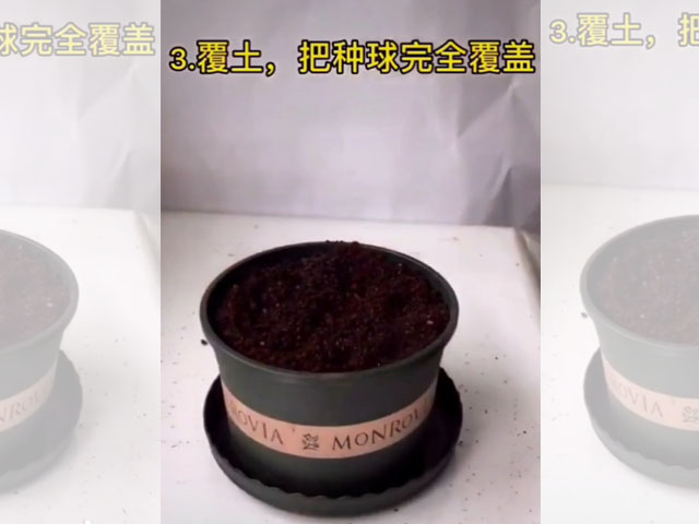 香雪兰的种植方法