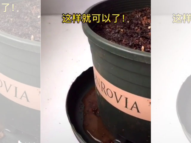 香雪兰的种植方法