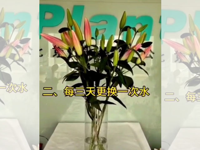 鳞片饱满紧实的是质优种球