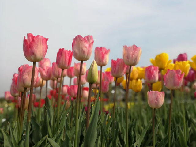 郁金香种球浇水注意事项