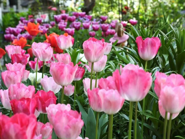 郁金香花种球这样栽植