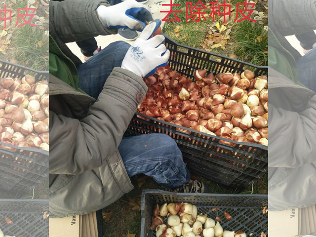 郁金香种球的处理和种植方法