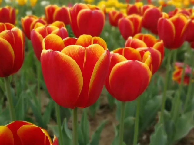 郁金香花种球应该这样养护