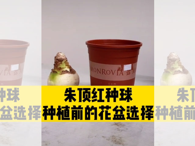 朱顶红种球种植前的花盆选择