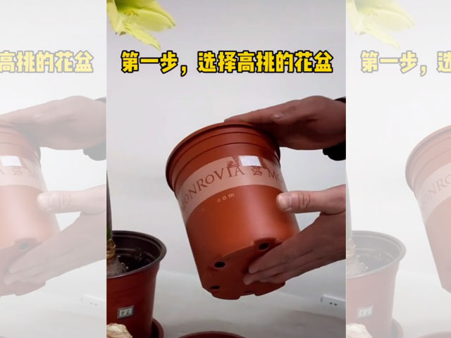 朱顶红种球种植前的花盆选择