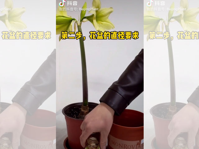 朱顶红种球种植前的花盆选择