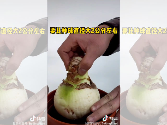 朱顶红种球种植前的花盆选择