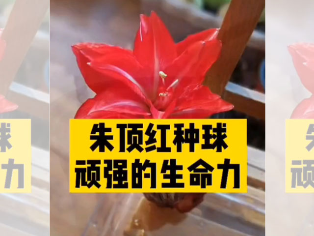 朱顶红种球顽强的生命力