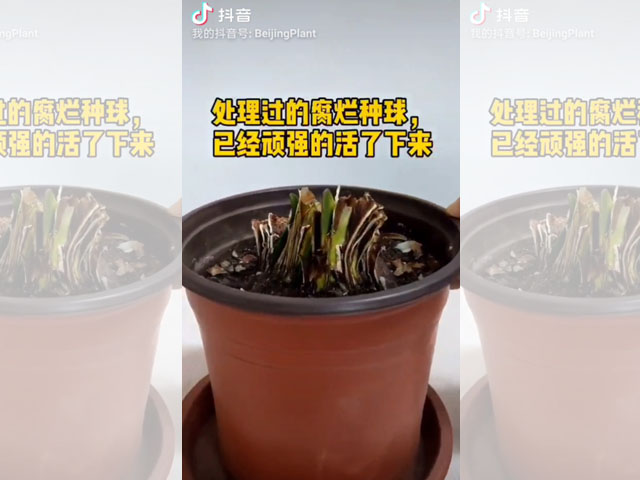 朱顶红种球顽强的生命力