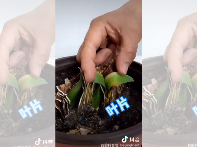 朱顶红种球顽强的生命力