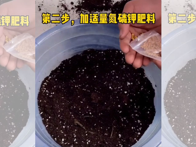 给朱顶红种球加适量的氮磷钾肥料