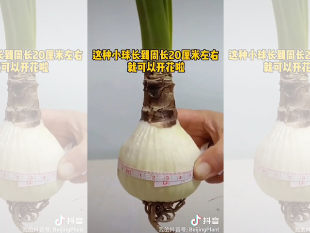 朱顶红籽球的妙用