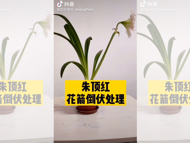 朱顶红花箭倒伏的处理