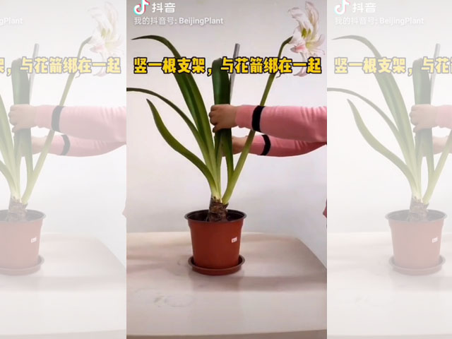 朱顶红花箭倒伏的处理