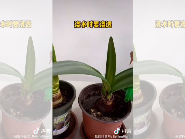 朱顶红种球种植后的日常浇水