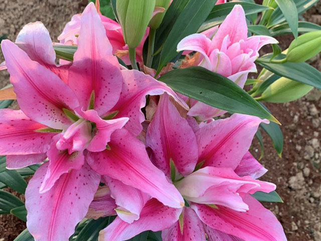 百合花种球的种植密度