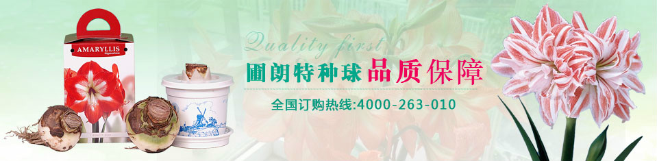 圃朗特种球
