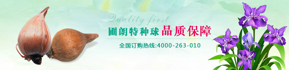 圃朗特种球