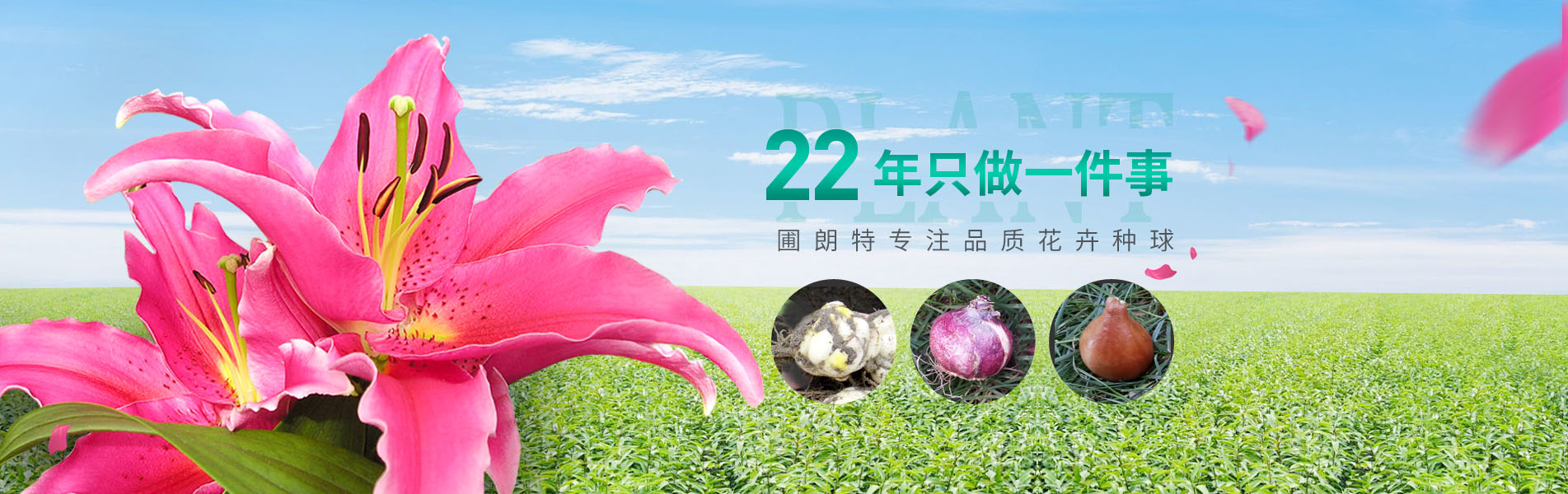 圃朗特专注品质花卉种球