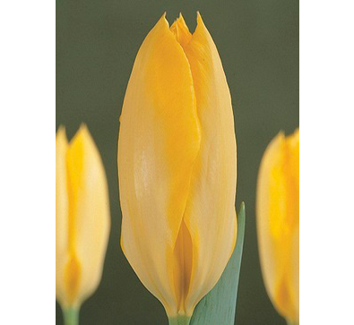 Yellow_Purissima   黄普瑞斯玛