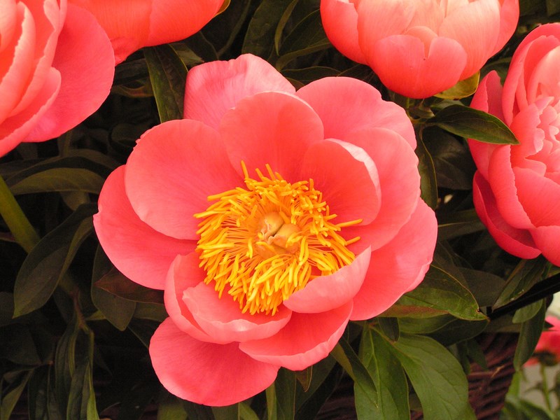 Paeonia Coral Sunset