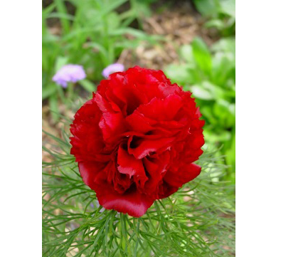 Tenuifolia Rubra Plena